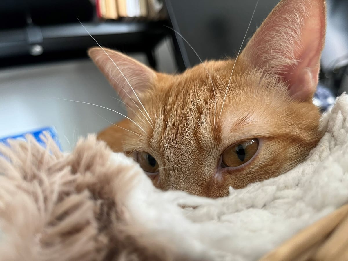 Une photo de mon chat en gros plan sa tête emmitouflée dans un panier tout doux